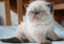 Котовторник 09.04.2013