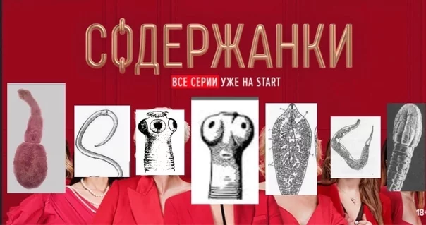 Как работает "Закон Бриффо" в отношениях с женщинами? И почему он психологически сокрушает большую часть мужчин?