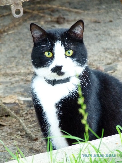 Котовторник 23.07.2013