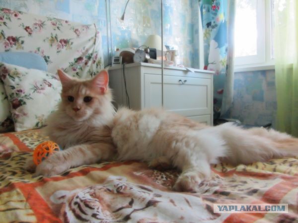 Котовторник на 24.09.2013г