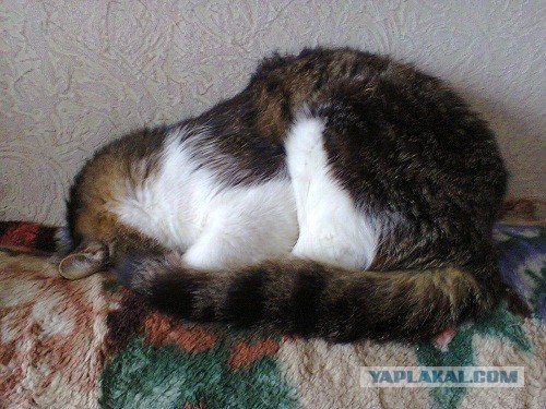 Котовторник 26.11.2013