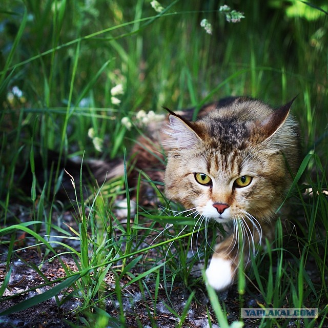 Котовторник 27.5.2014