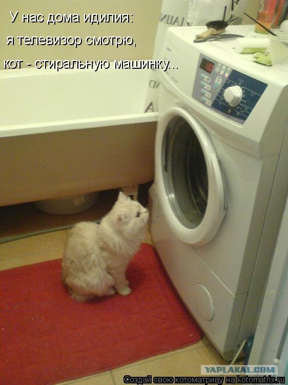 Как коты видят мир вокруг