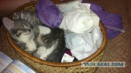 Коты, как многогранные личности