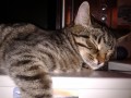 Котовторник