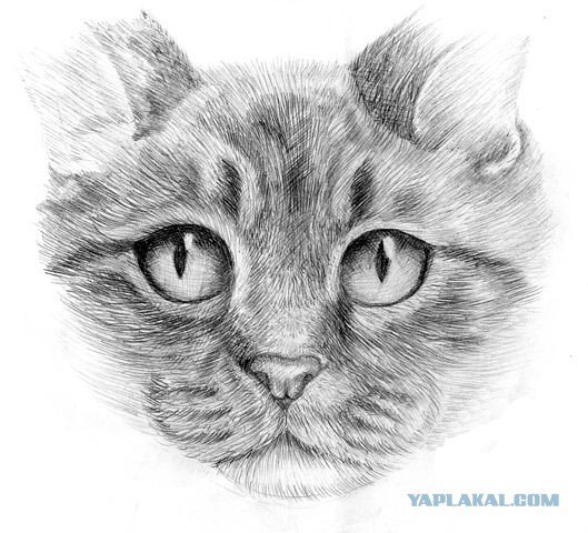 Девушка нарисовала котуху для котовторника