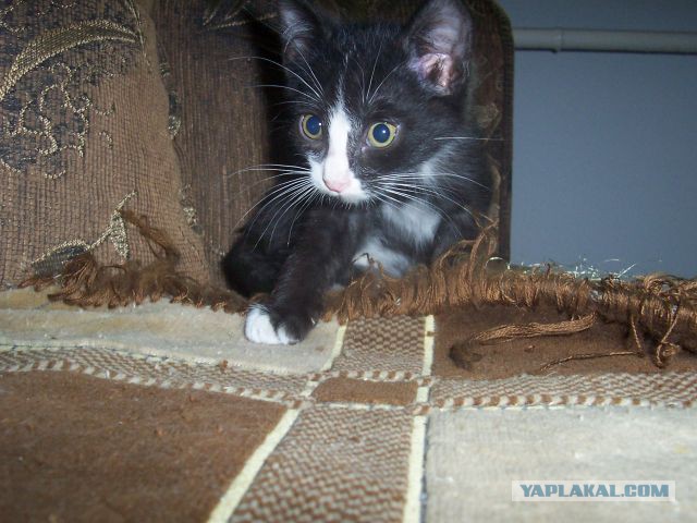 Котовторник 15.12.2015