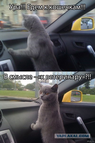 17 животных, которые по-настоящему благодарны ветеринарам