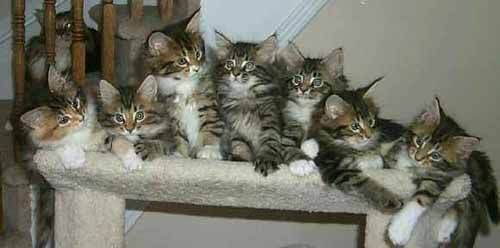Коты, кошки, котята