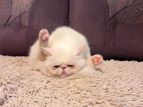 Котовторник  01.03.2016