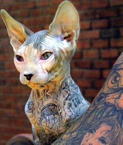 Мохнатые беспредельщики
