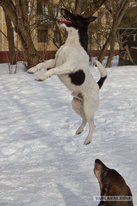 Страшно красивые терьеры