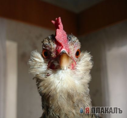 Давайте позитивного зверья запостим