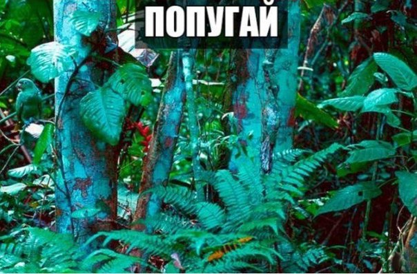 Прикольные животные