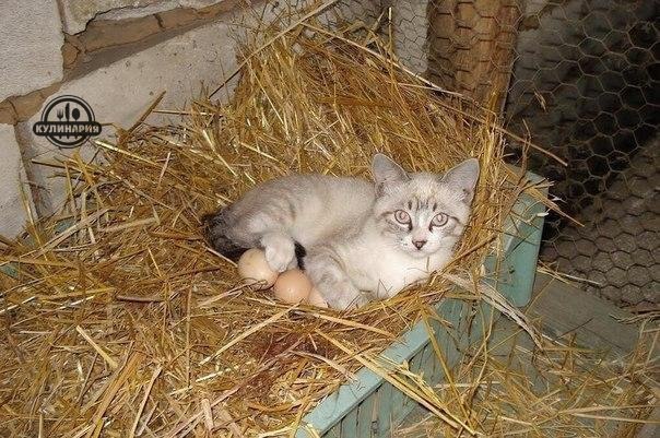 Соцсети - и смех и грех