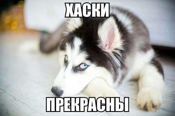 Прикольные животные