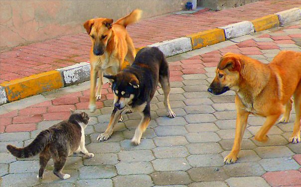 Коты из сети