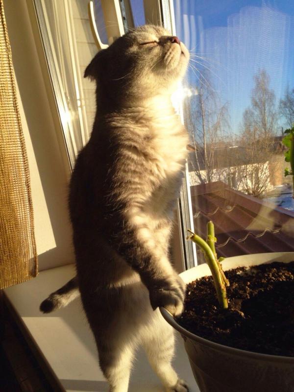 Котовторник 13.12.2016