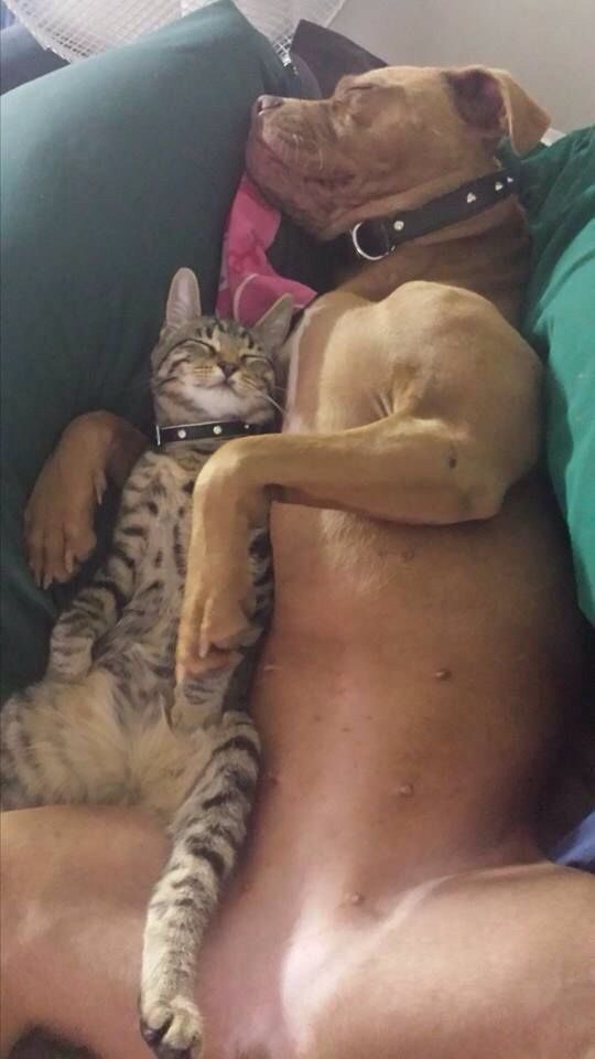 Самые смешные животные