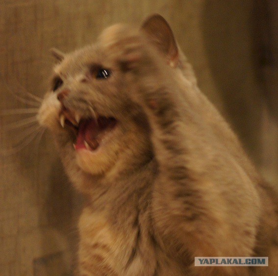 Коты и Кошки
