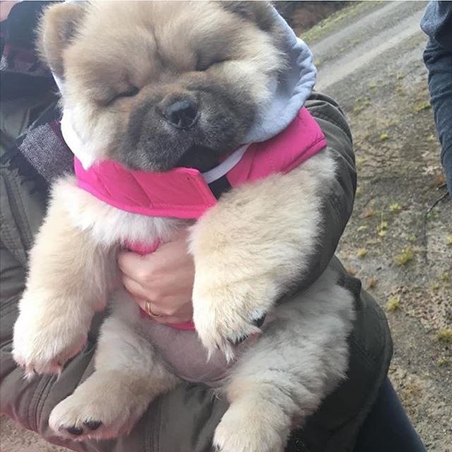Подборка забавных животных