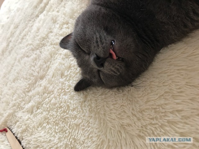 Котовторник  14.11.2017