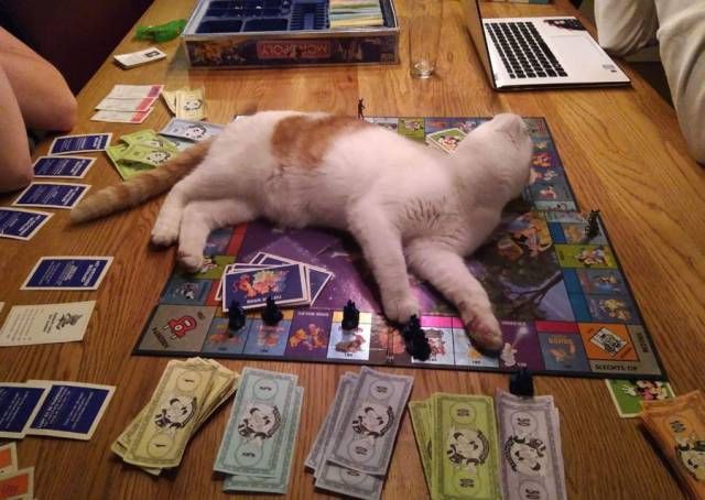 Коты и Кошки