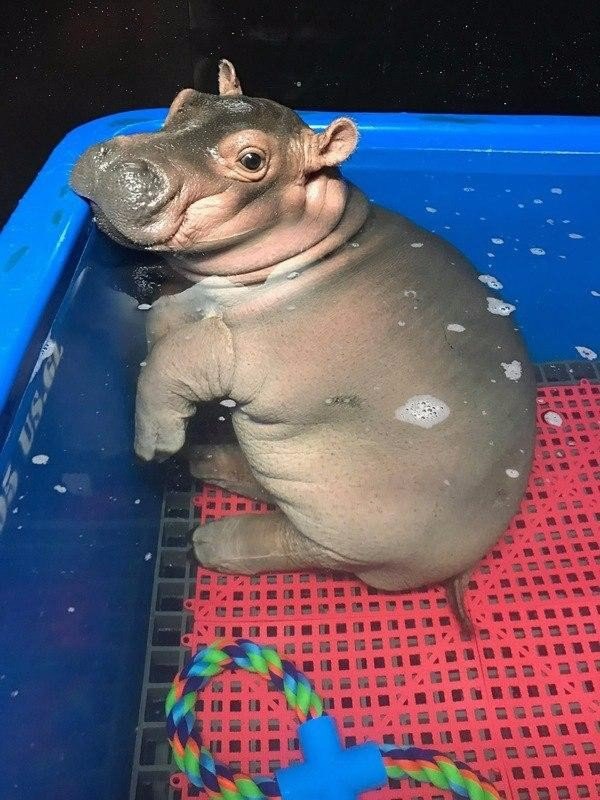 Картинок всяких