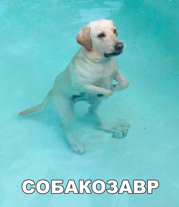 Живность из сети