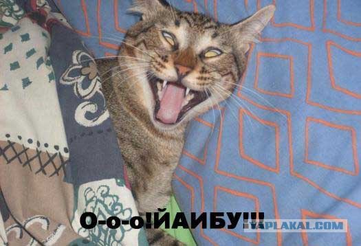 Кошак в шоке