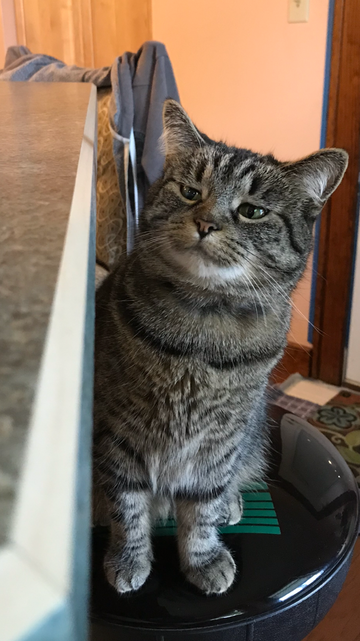 Прикольных котов пост