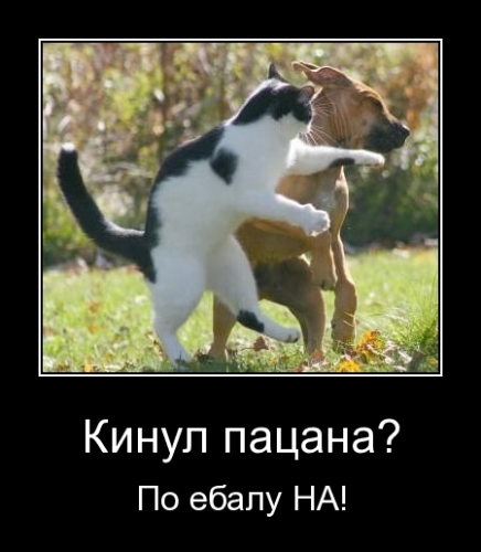 Котовторник: начало