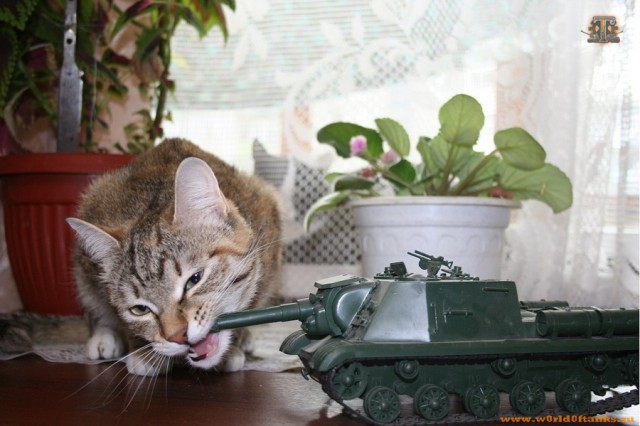 Боевые коты
