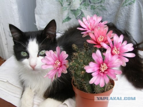 Котовторник. А как же?!