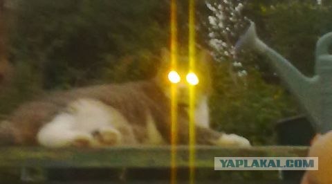 Котейкин вторник! Космический 12.04!