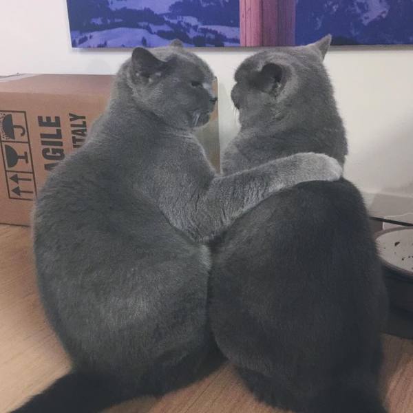 Прикольных котов пост