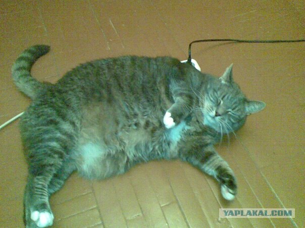 Котовторник!