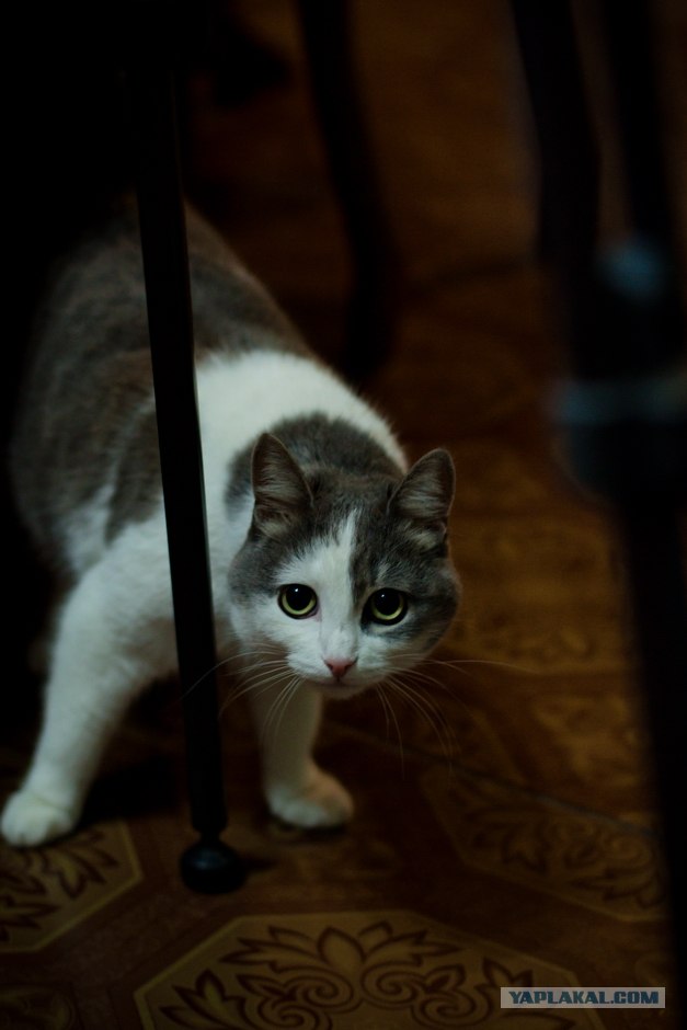 Котовторник 20.12.2011