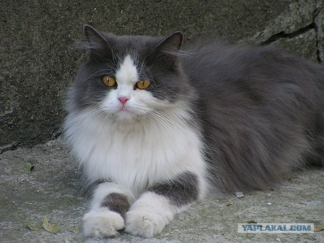 Котовторник (28.02.2012)