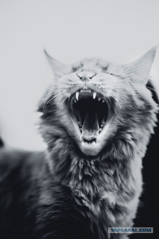 Новогодний Котовторник 01.01.2013