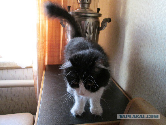 Глубокий сон кота, который чувствует себя в полной безопасности