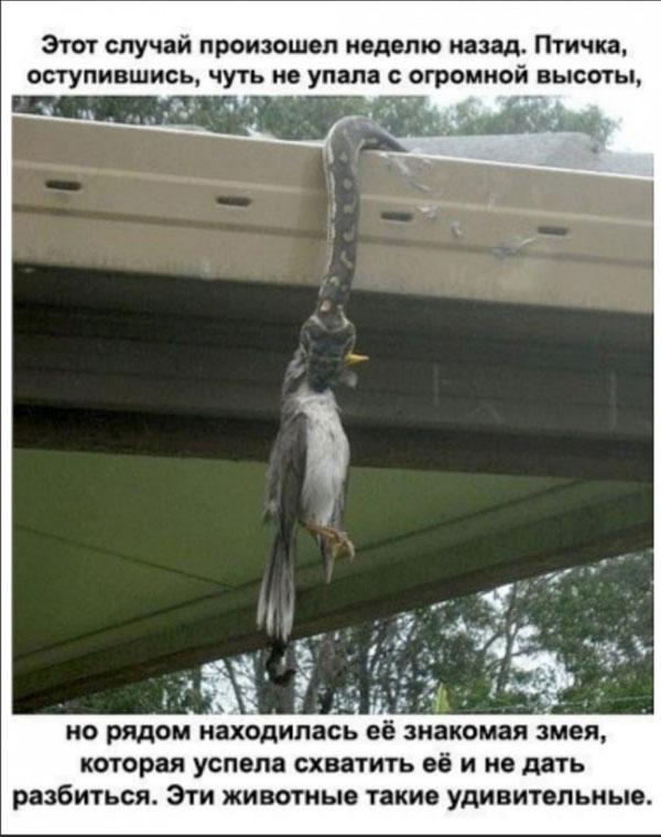 Картинки с надписями и всякие жизненные фразы