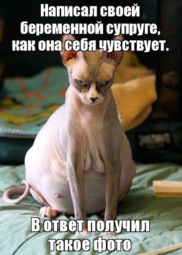 развод с беременной женой.