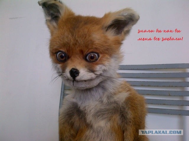 Таксидермия + наркомания