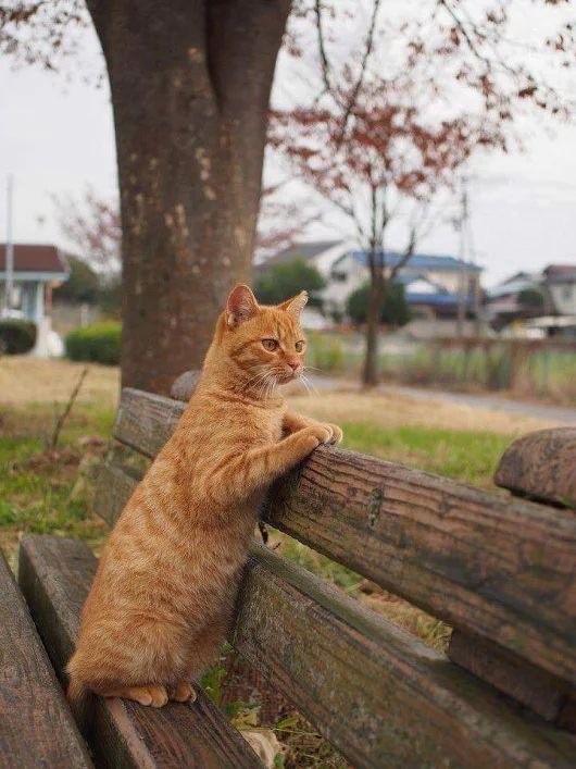 А это мой котан к котовторнику
