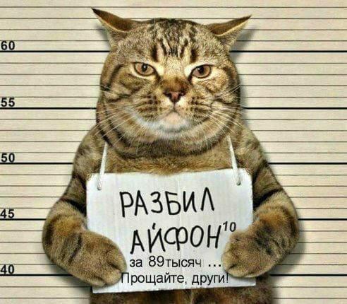 Тюремные коты