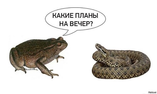 Жаба и гадюка