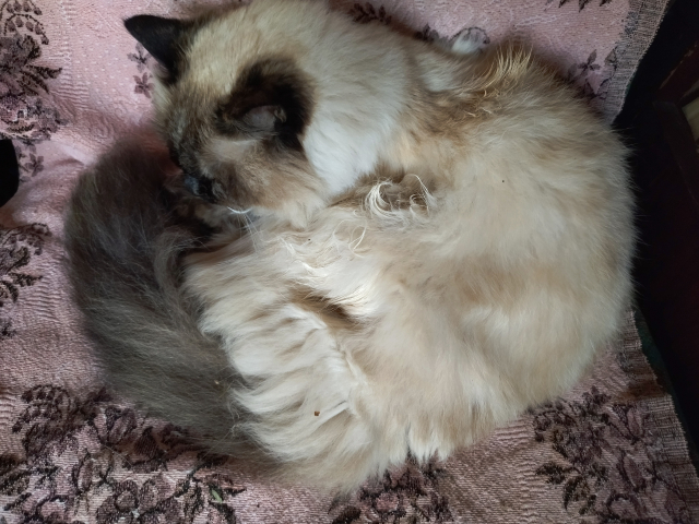 Котовторник! 16+ Коллеги-рабы, отмечаемся, у кого хозяину много лет!