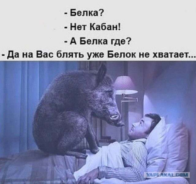 Ну если уж белка забухала