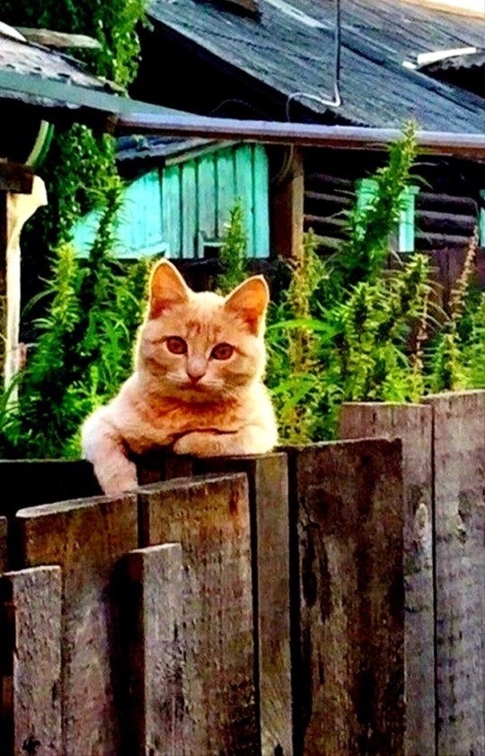 Коты деревенской породы